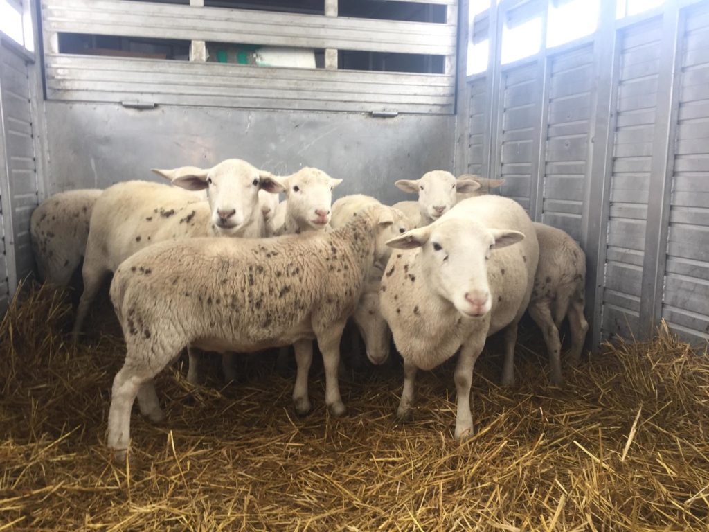 Group of sheep in a livestock trailer
