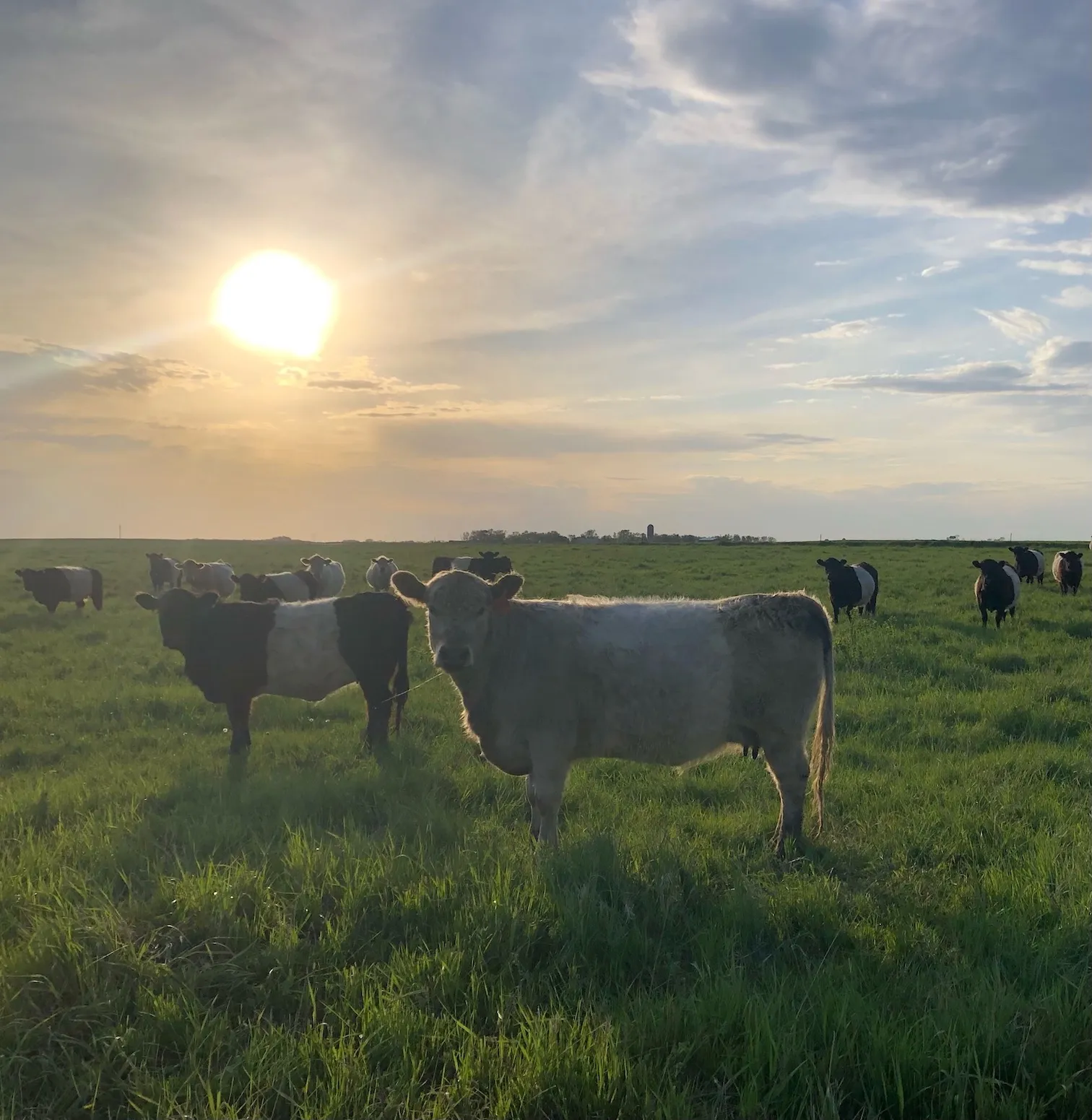 What does “grass-fed” mean to you? Here’s what it means to us.
