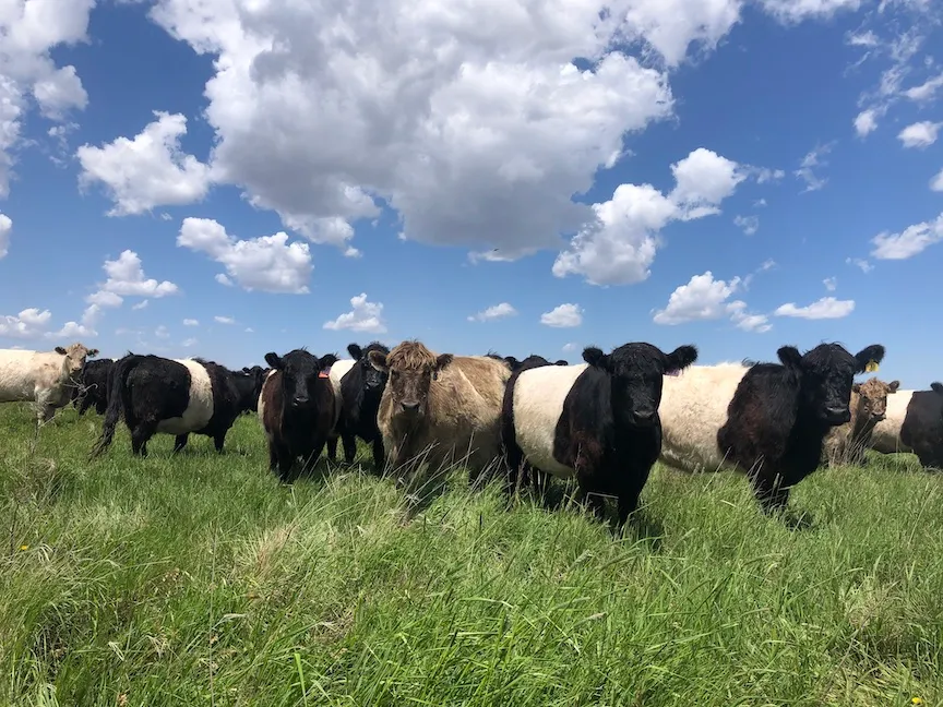 Is our beef 100% grassfed?
